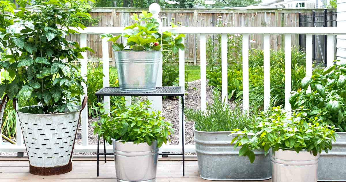 Midsummer Container Herb Garden - On Sutton Place