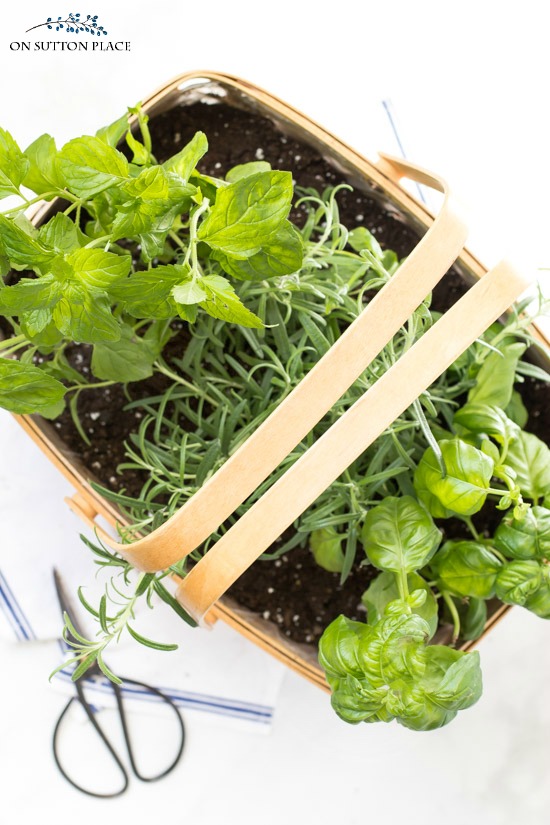 https://www.onsuttonplace.com/wp-content/uploads/2018/03/kitchen-herb-basket-rosemary.jpg