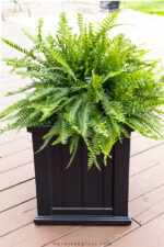 The Easiest Front Porch Planters Ever - On Sutton Place