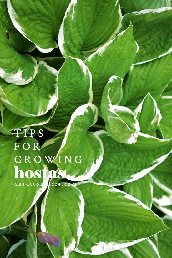 Hostas Care, Transplanting Hostas, Hosta Varieties & Infographic