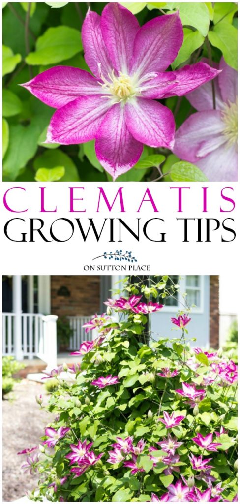 Clematis Vine Growing Tips & Care - On Sutton Place