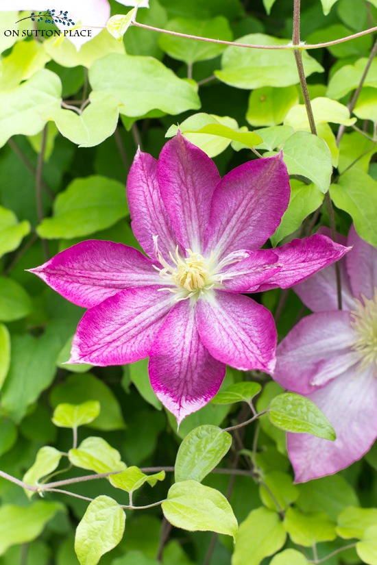 Clematis Vine Growing Tips & Care - On Sutton Place