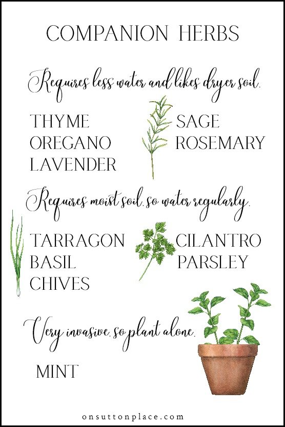 growing herbs in containers list of companion herbs free printable 550