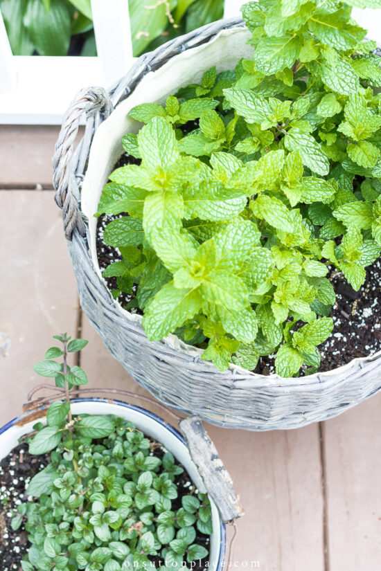 9 Good Reasons to Grow a Mint Plant - On Sutton Place