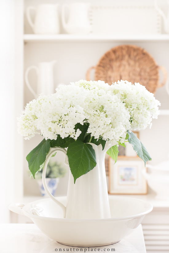 Image of Pink hydrangea Annabelle bloom in vase on table
