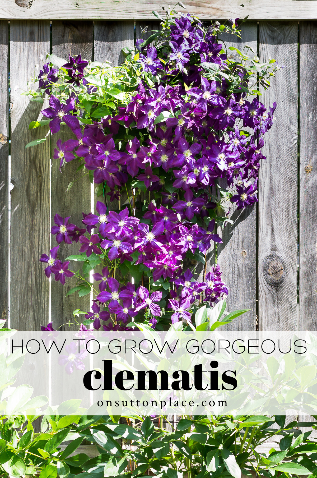 Clematis Vine Growing Tips & Care - On Sutton Place