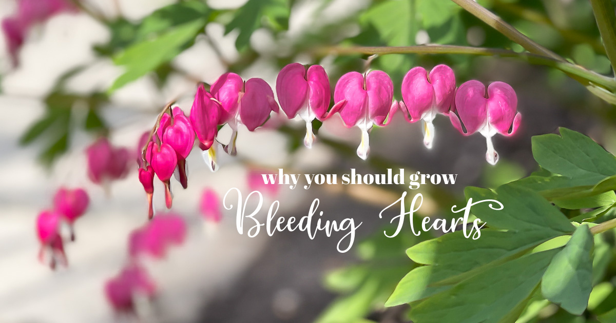 are bleeding heart plants toxic to dogs