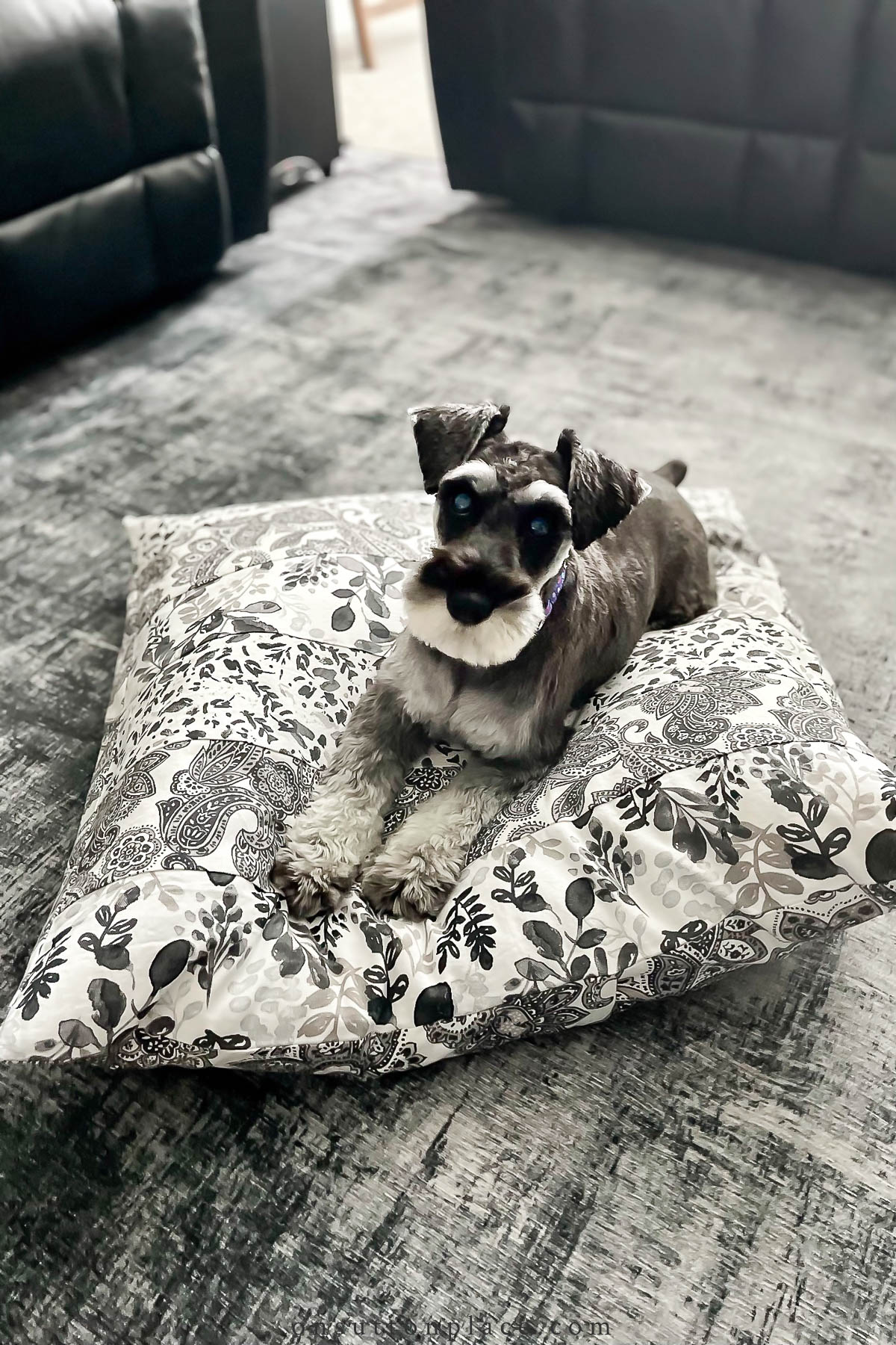 Diy dog hotsell bed pillow