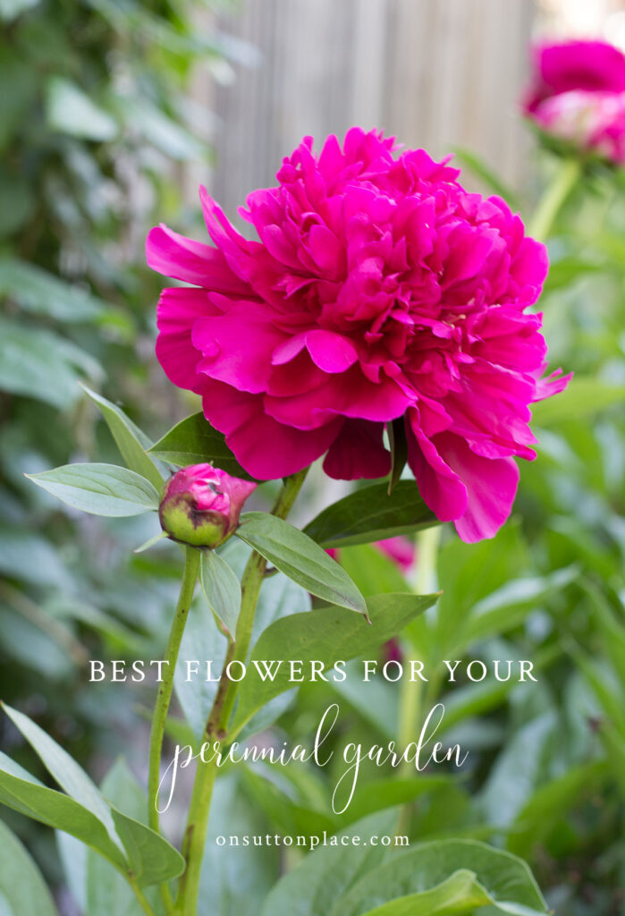 10 Best Hardy Perennial Flowers - On Sutton Place