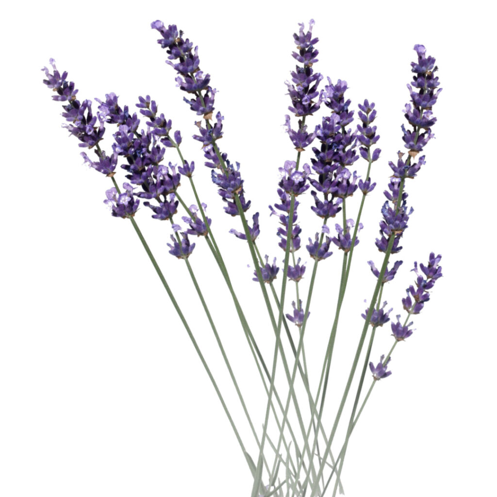 https://www.onsuttonplace.com/wp-content/uploads/2023/02/lavender-icon-1024x1024.jpg