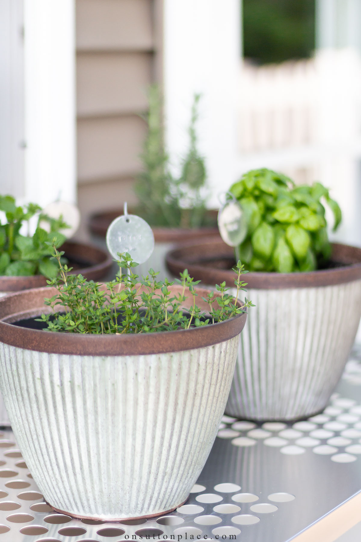 Curtain Creeper Plant - Jiffy Plants