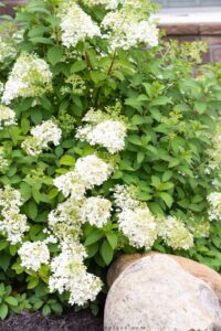 The Ultimate Guide To Growing Limelight Hydrangeas - On Sutton Place